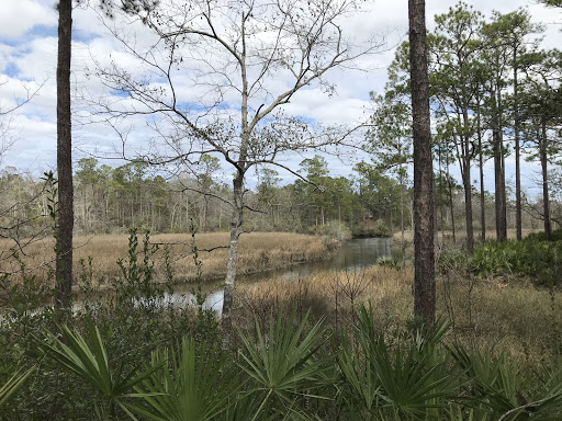 A peaceful wetland, untouched by plumbing problems, shows the natural beauty Pelican Underground Llc helps protect.