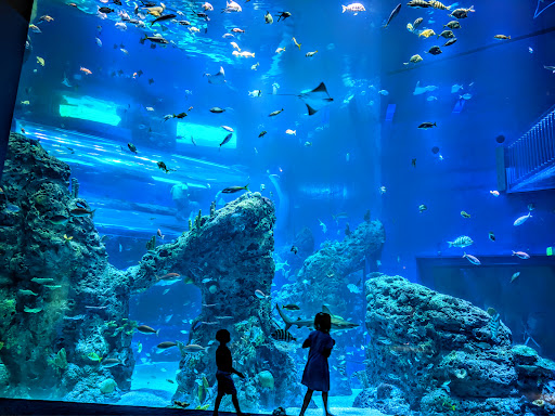 Pelican Underground LLC helps people by carefully checking pipes, just like kids observing sea life at an aquarium.